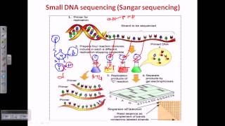 Sanger sequencing [upl. by Imef]