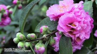 How to Flower Camellias in Containers [upl. by Sparky584]