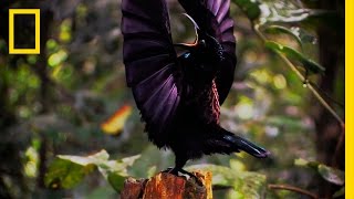 Amazing Avian Evolution  Birds of Paradise [upl. by Rosamond]