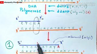 Sanger DNA sequencing  Made easy to understand  Bio science [upl. by Iong]