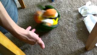 Mango Kiwi Caique Funny Play [upl. by Tekla]