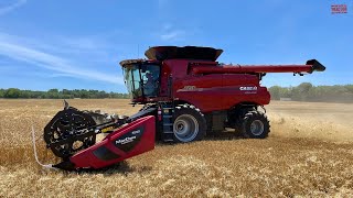 CASE IH 8250 Combines Harvesting Wheat [upl. by Htenywg]