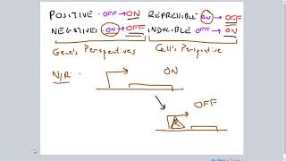 PositiveNegative RepressibleInducible Gene Regulation [upl. by Notlil372]