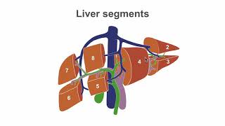 Basic Sonographic Anatomy of the Liver [upl. by Franchot817]