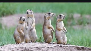 Prairie Dogs sounds scream and barking  Americas Meerkats [upl. by Ettenav]