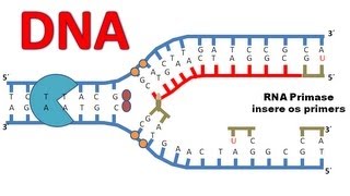 Replicação do DNA [upl. by Thormora]