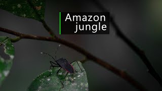 Amazon jungle sounds  calm night in the rainforest [upl. by Damarra]