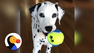 Dalmatian Puppy Sneak Attack  The Dodo [upl. by Ordisi232]