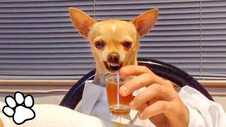 100 Funny Chihuahua Videos  Try Not To Laugh Challenge  That Pet Life [upl. by Eillac]