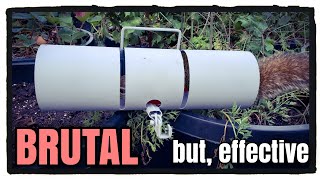 BEST TRAP for Squirrels tube trap [upl. by Turnheim737]