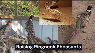 Raising Pheasants [upl. by Turk75]