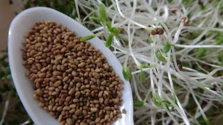 How To Grow Alfalfa Sprouts  Cheap Easy Method [upl. by Johanan]