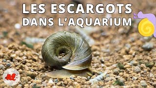 Les Escargots dans laquarium [upl. by Stefano302]