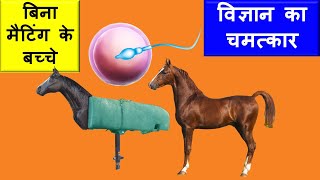 Ghoda Ghodi Ki Mating Video  IVF In Horse  Artificial Breeding Techniques In Horse Information [upl. by Iuqcaj959]