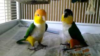 Caique parrots playing [upl. by Melvyn425]