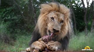 Wildlife Encounter Lion amp Safari Park Tour [upl. by Yrrek]