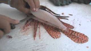 Filleting a Lionfish [upl. by Adelpho]