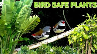 BirdSafe Plants For The Aviary [upl. by Siraj415]