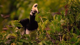 Hornbills Pluck Bats Midflight  Eden Untamed Planet  BBC Earth [upl. by Josephson]