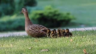 Mallard ducklings hatching and leaving nest 😍 [upl. by Ajidahk601]