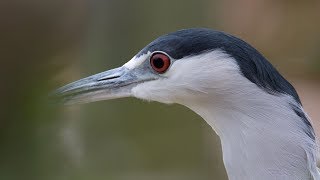 🐧 BlackCrowned Night Heron with Call Sound [upl. by Husha]