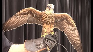 Falconry Training a brand new falcon Part 1 falconry [upl. by Dobbins]