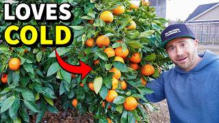 4 Astonishing CITRUS TREES That THRIVE In Cold Climates [upl. by Ainelec]