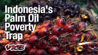 Poverty and Palm Oil are Driving Deforestation in Indonesia [upl. by Swain]