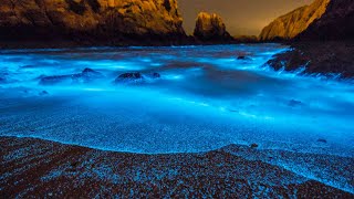 What Is Bioluminescence [upl. by Esineg]