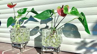 How to Grow an Anthurium  Anthurium Plants Care [upl. by Enrobyalc]