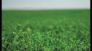 Preparing the Soil and Field for Alfalfa Hay [upl. by Nnilsia313]