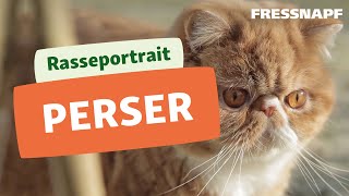 Perser Katze Rasseportrait  FRESSNAPF [upl. by Kappenne70]