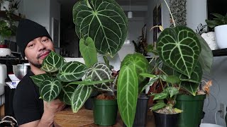 My Anthurium Collection  How To Care For Anthuriums  Rare Houseplants [upl. by Saidnac]