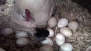 Spring chicken just hatched [upl. by Asinet]