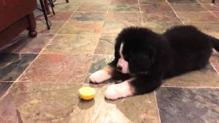 Bernese Mountain Dog Puppy vs Lemon [upl. by Nesrac]