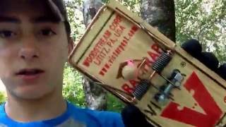 How To Trap Squirrels With Rat Traps [upl. by Dale]