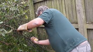 Hard Pruning a Hedge Reducing a Pyracantha [upl. by Recnal]