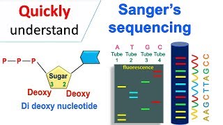 Sanger sequencing [upl. by Jinny]