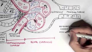 Nephrology  Kidney Physiology Overview [upl. by Clancy]