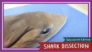 Dogfish Shark Dissection  Sink or Swim EDU [upl. by Bari124]