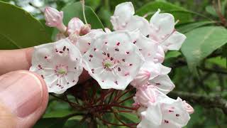 Secrets to Mountain Laurel Pollination [upl. by Basham]