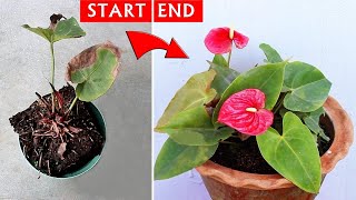 SEE How I SAVED a DYING Anthurium Plant [upl. by Lindemann]