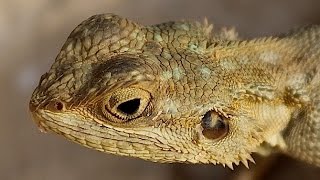 Lizards  Reptile Documentary [upl. by Shaum]