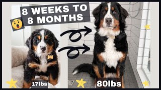 8 Weeks to 8 Months  Watch Our Bernese Mountain Dog Grow Astronomically  This Is One Giant Puppy [upl. by Adamsun449]