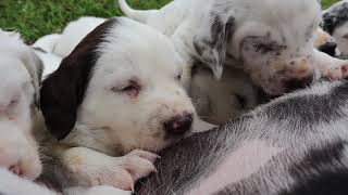 Cutest Dalmatian Puppy Video Ever V33 [upl. by Karilla]