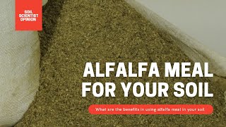 How To Use Alfalfa Meal In The Garden A Soil Scientist Look At Alfalfa  Gardening in Canada [upl. by Anomis954]