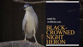 BlackCrowned Night Heron Nycticorax Nycticorax [upl. by Lachlan]