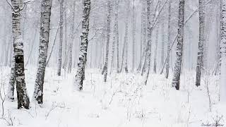 Snowstorm in the Forest  Winter Blizzard Sounds for Sleep amp Relaxation  Natural White Noise Sounds [upl. by Ennailuj178]