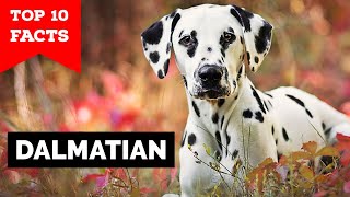 Dalmatian  Top 10 Facts [upl. by Yeneffit]