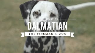 ALL ABOUT DALMATIANS THE FIREHOUSE DOG [upl. by Seppala867]